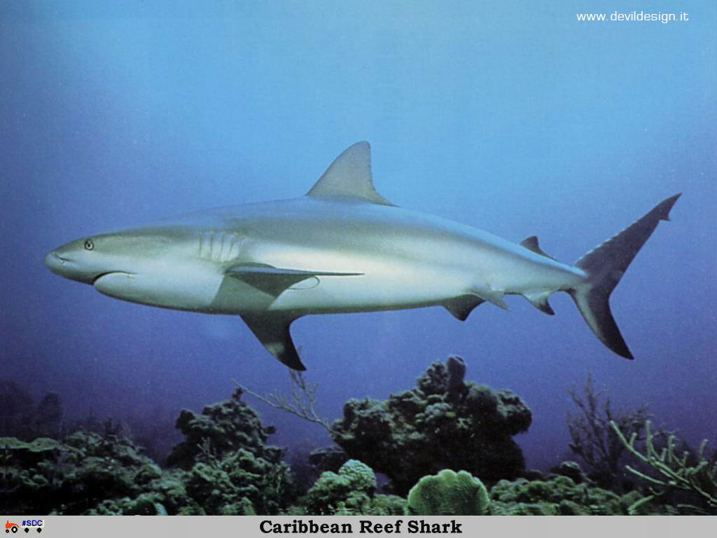 GCSR045-Caribbean_Reef_Shark copia